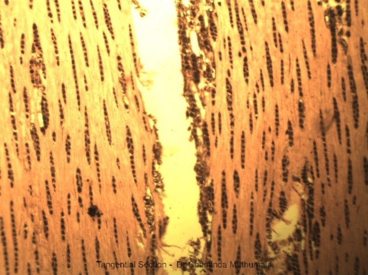 Terminalia arjuna (Roxb. ex DC.) Wight & Arn.